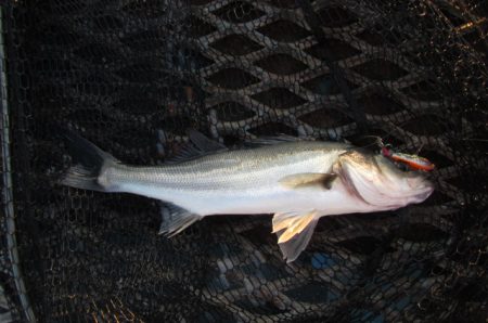 オリジナルメーカー海づり公園(市原市海づり施設) 釣果