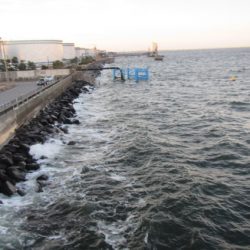 オリジナルメーカー海づり公園(市原市海づり施設) 釣果