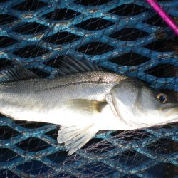 オリジナルメーカー海づり公園(市原市海づり施設) 釣果