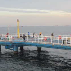 オリジナルメーカー海づり公園(市原市海づり施設) 釣果