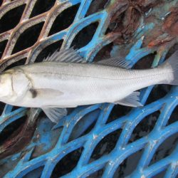 オリジナルメーカー海づり公園(市原市海づり施設) 釣果