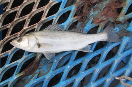 オリジナルメーカー海づり公園(市原市海づり施設) 釣果