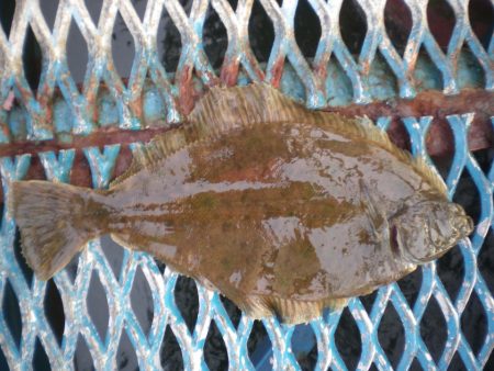 オリジナルメーカー海づり公園(市原市海づり施設) 釣果