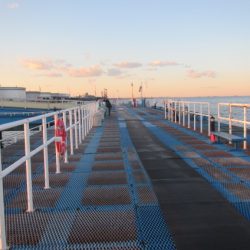オリジナルメーカー海づり公園(市原市海づり施設) 釣果