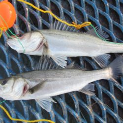 オリジナルメーカー海づり公園(市原市海づり施設) 釣果