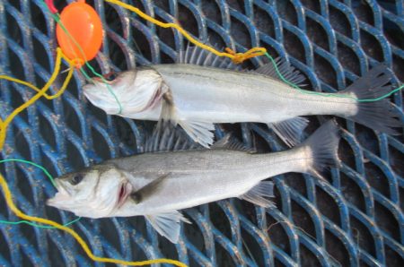 オリジナルメーカー海づり公園(市原市海づり…