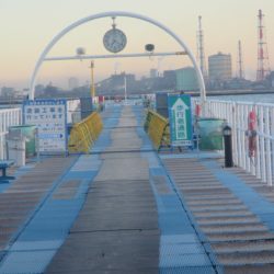 オリジナルメーカー海づり公園(市原市海づり施設) 釣果