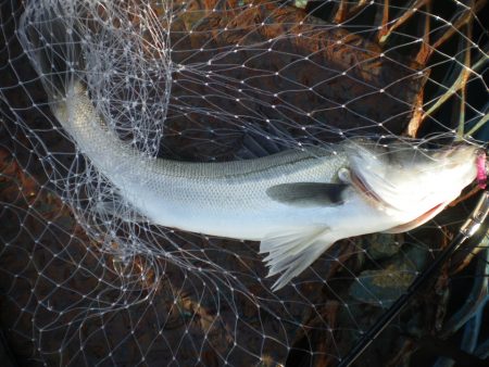 オリジナルメーカー海づり公園(市原市海づり施設) 釣果