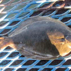 オリジナルメーカー海づり公園(市原市海づり施設) 釣果