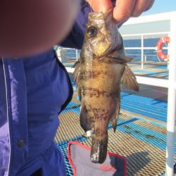 オリジナルメーカー海づり公園(市原市海づり施設) 釣果