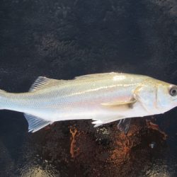 オリジナルメーカー海づり公園(市原市海づり施設) 釣果