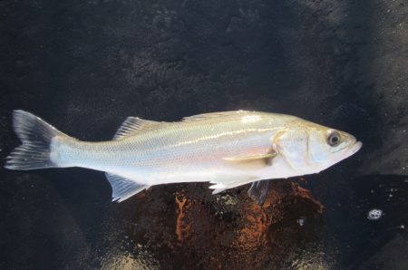 オリジナルメーカー海づり公園(市原市海づり…