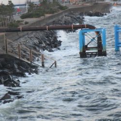 オリジナルメーカー海づり公園(市原市海づり施設) 釣果