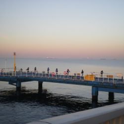 オリジナルメーカー海づり公園(市原市海づり施設) 釣果