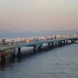 オリジナルメーカー海づり公園(市原市海づり施設) 釣果