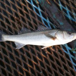 オリジナルメーカー海づり公園(市原市海づり施設) 釣果