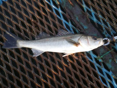 オリジナルメーカー海づり公園(市原市海づり…
