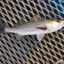 オリジナルメーカー海づり公園(市原市海づり施設) 釣果