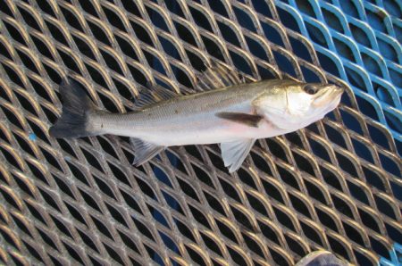 オリジナルメーカー海づり公園(市原市海づり施設) 釣果