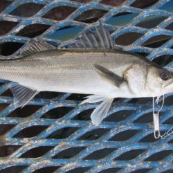 オリジナルメーカー海づり公園(市原市海づり施設) 釣果