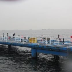 オリジナルメーカー海づり公園(市原市海づり施設) 釣果