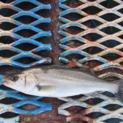 オリジナルメーカー海づり公園(市原市海づり施設) 釣果