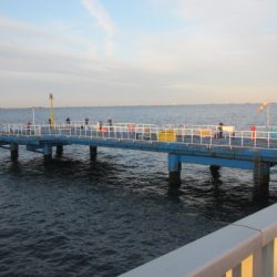 オリジナルメーカー海づり公園(市原市海づり施設) 釣果