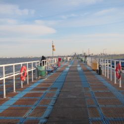 オリジナルメーカー海づり公園(市原市海づり施設) 釣果