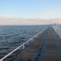 オリジナルメーカー海づり公園(市原市海づり施設) 釣果