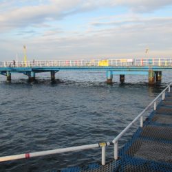 オリジナルメーカー海づり公園(市原市海づり施設) 釣果