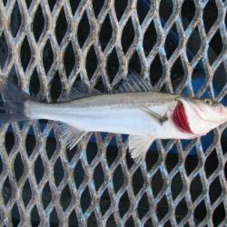 オリジナルメーカー海づり公園(市原市海づり施設) 釣果