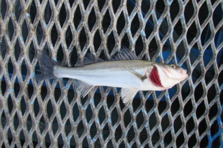 オリジナルメーカー海づり公園(市原市海づり…