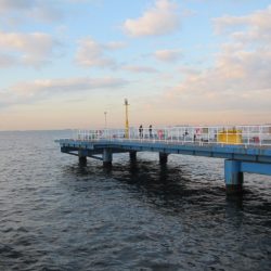 オリジナルメーカー海づり公園(市原市海づり施設) 釣果