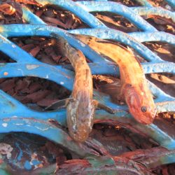 オリジナルメーカー海づり公園(市原市海づり施設) 釣果