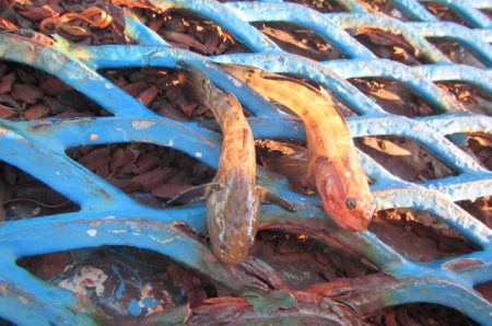 オリジナルメーカー海づり公園(市原市海づり施設) 釣果