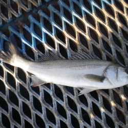 オリジナルメーカー海づり公園(市原市海づり施設) 釣果