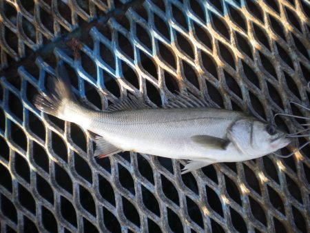 オリジナルメーカー海づり公園(市原市海づり…