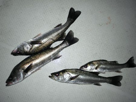 TOPGUN名古屋 釣果