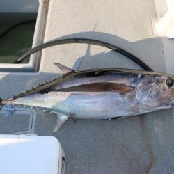 へいみつ丸 釣果