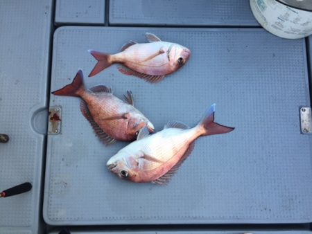 遊漁船高橋 釣果