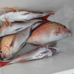 大進丸(新潟) 釣果