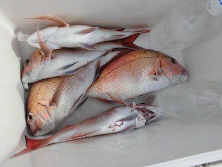 大進丸(新潟) 釣果