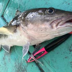広進丸 釣果
