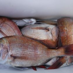 遊漁船 幸友丸 釣果