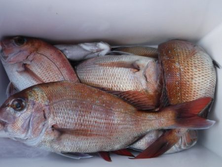 遊漁船 幸友丸 釣果