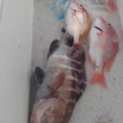 遊漁船 新鋭丸 釣果