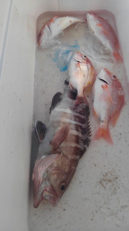 遊漁船 新鋭丸 釣果