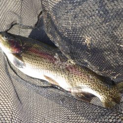 フィッシングレイクたかみや 釣果