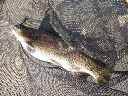 フィッシングレイクたかみや 釣果