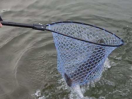 フィッシングレイクたかみや 釣果